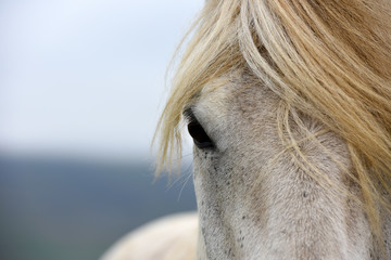 icelandic horses. the icelandic horse is a breed of horse developed in iceland