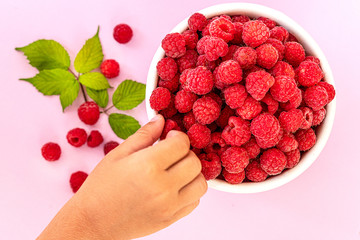 Wall Mural - baby handle takes a raspberry from a metal bucket on a pink background