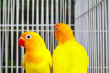 Golden Conures Red Beak,Red-fronted Kakariki Parakeet,yellow And Orange Parrot Bird