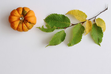 Wall Mural - Autumn style photo .Background of colorful autumn pumpkin and leaves, fall season concept. Flat lay, top view..