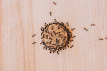 Black Ants On Dry Dog Food. Garden Ants In The House. Food Spoilage With Black Lasas. Small Garden Insects
