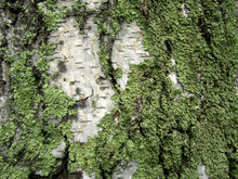 Texture Of Birch Bark With Lichen. Moss On The Bark Of A Tree.