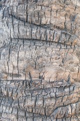 Wall Mural - Palm tree bark pattern texture background, Santa Ponca, Majorca, Spain