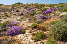 Mediterranean Scrub Flora: Thyme Bushes With Purple Flowers. - Cala Galera, Island Of Lampedusa, Agrigento, Sicily, Italy