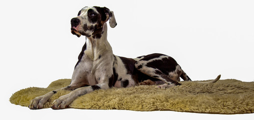 Wall Mural - Harlequin Great Dane on Sheepskin Rug isolated