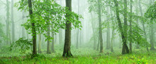 Panoramic Forest Of Beech Trees With Fog In Springtime