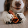 Border Collie dog holds a treat in his paws