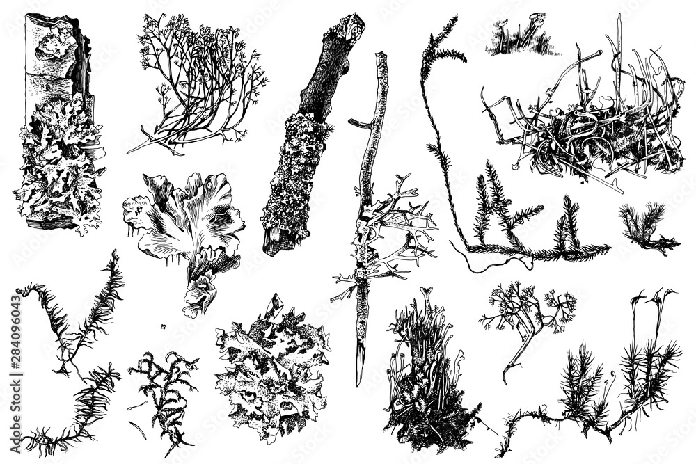 Hand drawn mosses and lichens - obrazy, fototapety, plakaty 