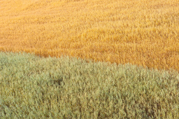 Clear yellow and green rye plantations. Harvest idea concept. rural scenery with blue sky with sun. creative image. Beautiful summer landscape.