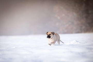 Wall Mural - Hundewelpe im Schnee