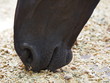 Horse close-up while eating