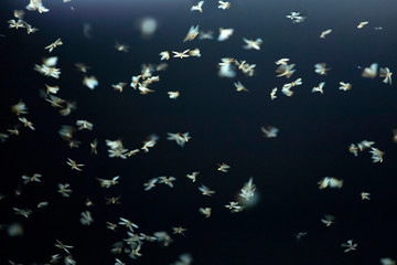 Abstract and magical image of flying moths.