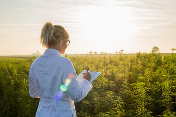 Scientist observing CBD hemp plants on marijuana field and taking notes