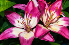 Blooming Pink Garden Lily In Summer