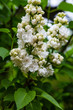 © Flower_Garden - Blooming lilac (лат. Syringa) in the garden. Beautiful white lilac flowers on natural background.