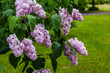 © Flower_Garden - Blooming lilac (лат. Syringa) in the garden. Beautiful pink lilac flowers on natural background.