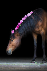 Wall Mural - Bay horse with pink pions in mane on black background