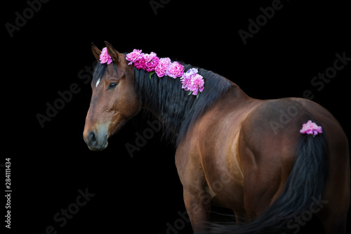 Fotografía Bay horse with pink pions in mane on black background