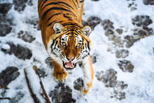 Beautiful Amur Tiger On Snow. Tiger In Winter Forest