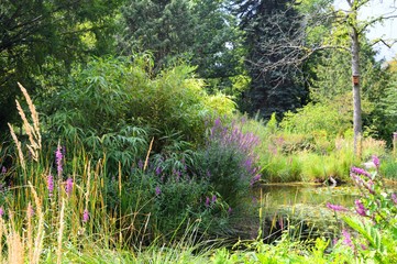 Wall Mural - small pond with landscaped planting on the edge