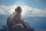 Fototapeta Łazienka - Cute monkey on Gibraltar rock