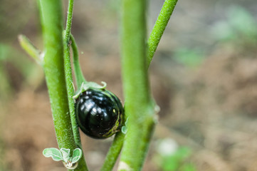 Wall Mural - Little eggplant grows on a bush. Home garden with plants. environmentally friendly product with vitamins.