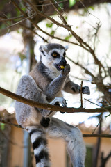 Lemur in Majorca of Spain