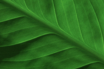 abstract green striped nature background, vintage tone. green textured leaf of the plant. natural ec