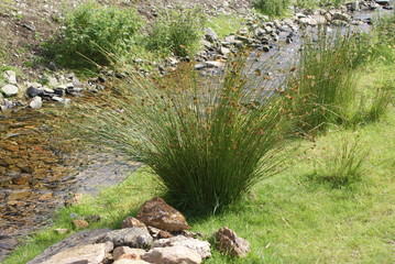 weeds by the stream