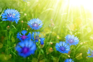 Wall Mural - Cornflower flowers in a summer meadow. Summer nature in the form of a flower meadow in the sun. Blue flowers close-up. Floral design.