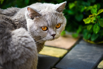 beautiful cat walking in the garden in summer