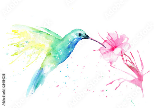 watercolor drawing of a hummingbird bird with a flower Poster Mural XXL