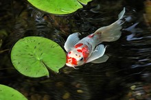 Beautiful Japanese Koi Fish