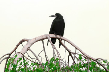 Black raven sitting on the birch tree branch, big black crow on the tree with green leaves
