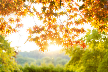 Autumn. View of orange maple foliage and trees with green foliage in the background with light. The concept of nature.