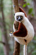 © lnichetti - Verreaux's sifaka close up (Propithecus verreauxi), Andasibe National Park, Madagascar