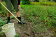 © diesel_80 - Farmer digs potato in the garden. Fresh organic potato harvest on field. Farmer digging potatoes from the ground.