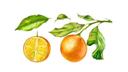 Orange fruit tree branch with flowers leaves. Realistic botanical watercolor floral set: half slice citrus, isolated artwork on white hand drawn exotic food design element collection