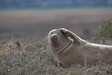 Harbor Seal , Common Seal , Phoca Vitulina