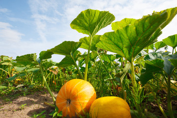 The pumpkin plant in the garden as a harvest