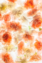 Carnation Flowers Pattern