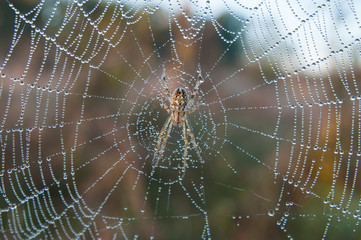 Spider web