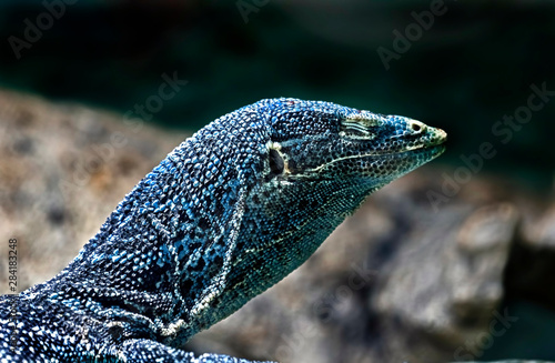 blue tree monitor for sale