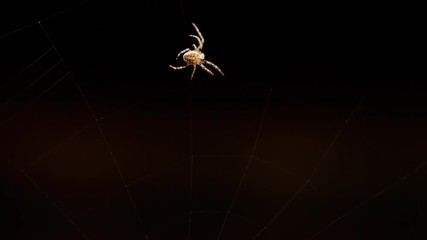 Spider weaves a web