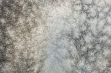 Dapple Grey Horse Coat