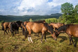 Fototapeta Konie - Mountain horses Haculski Poland Bieszczady