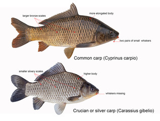 Wall Mural - differences between carp and crucian carp