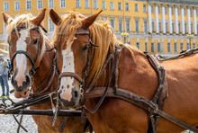  Horse Carriage Waiting For Tourists At The Palace Square In St.-Petersburg.