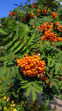 Fototapeta Pokój dzieciecy - Very beautiful red rowanberry,berries rowan in summer, mountain ash on the tree in summer with branches and leaves