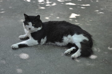 Wall Mural - The beautiful Animal Cat in the natural environment